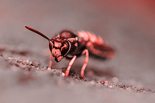 Yellowjacket Wasp Prepares For Flight (Red Tone Photo)
