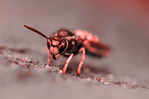 Yellowjacket Wasp Prepares For Flight (Red Tone)