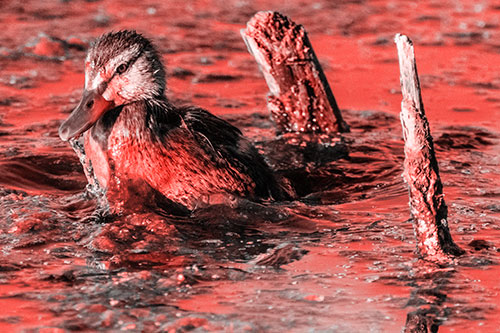 Young Mallard Duckling Playing Among Algae (Red Tone)