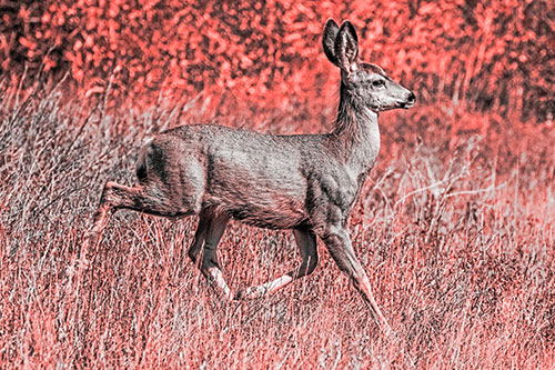 Young Mule Deer Galloping Across Grassland (Red Tone)