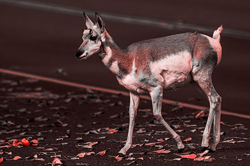 Young Pronghorn Crosses Leaf Covered Road (Red Tone Photo)