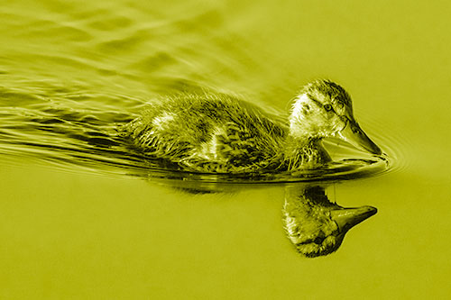 Aging Mallard Duckling Swimming Through Calm Water (Yellow Shade)