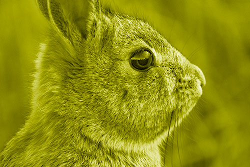 Alert Bunny Rabbit Detects Noise (Yellow Shade Photo)