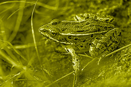 Alert Leopard Frog Prepares To Pounce (Yellow Shade Photo)