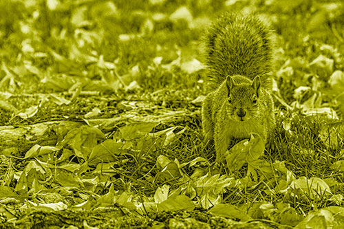Alert Squirrel Freezes Among Fall Leaves (Yellow Shade)