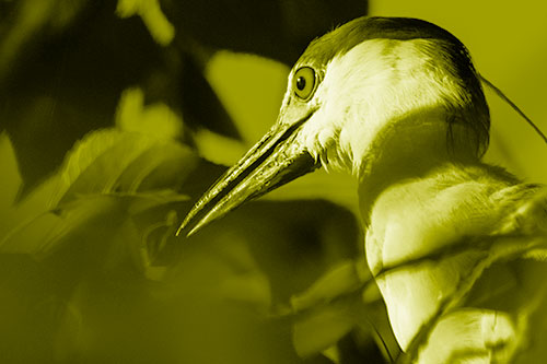 Algae Beak Black Crowned Night Heron (Yellow Shade Photo)