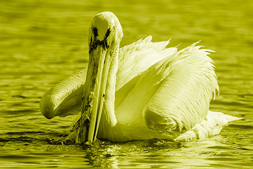 Algae Beaked Pelican Fishes For Salamanders (Yellow Shade)