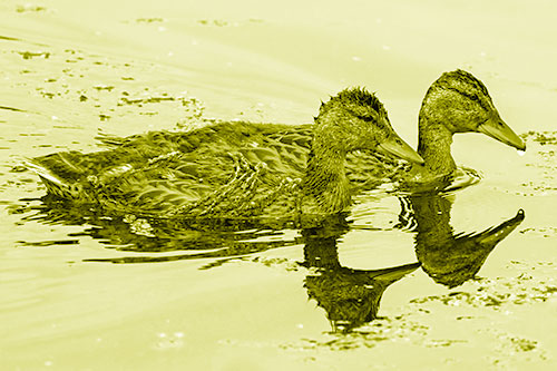 Algae Coated Female Mallard Ducks Swimming In Unison (Yellow Shade Photo)