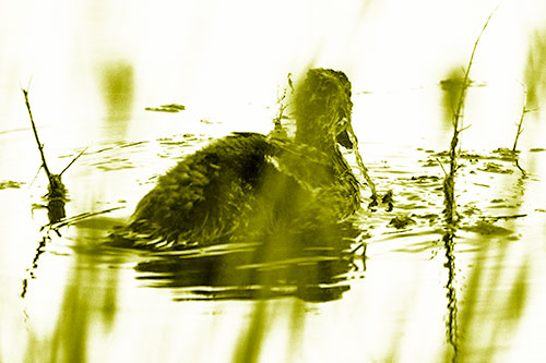 Algae Covered Loch Ness Mallard Monster Duck (Yellow Shade Photo)