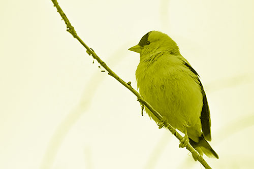 American Goldfinch Perched Along Slanted Branch (Yellow Shade Photo)