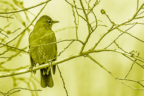 American Robin Looking Sideways Among Twisting Tree Branches (Yellow Shade Photo)