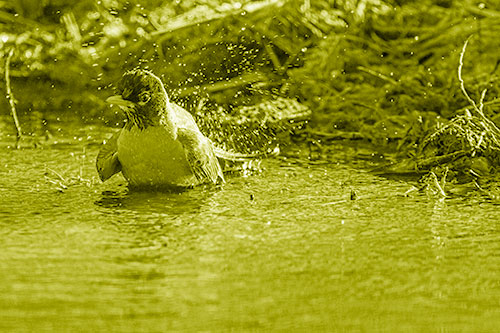 American Robin Splashing River Water (Yellow Shade Photo)