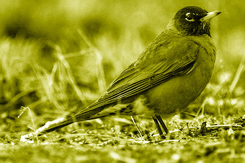 American Robin Standing Strong Among Dead Leaves (Yellow Shade Photo)