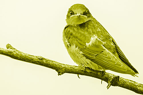 Angry Barn Swallow Looking Backwards (Yellow Shade)