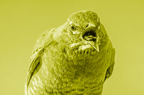 Angry Faced American Robin Screaming (Yellow Shade)