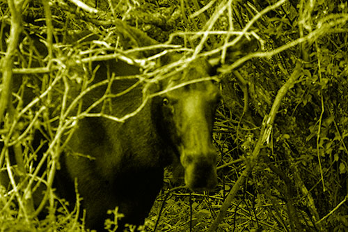Angry Faced Moose Behind Tree Branches (Yellow Shade Photo)