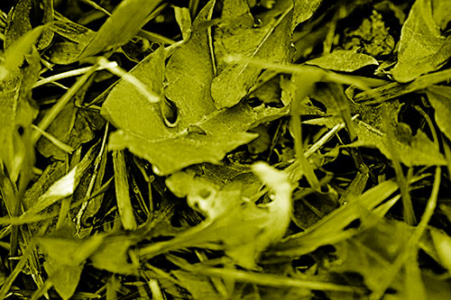 Angry Rotting Triangular Leaf Face (Yellow Shade)
