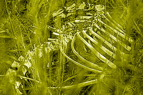 Animal Skeleton Remains Resting Beyond Plants (Yellow Shade Photo)