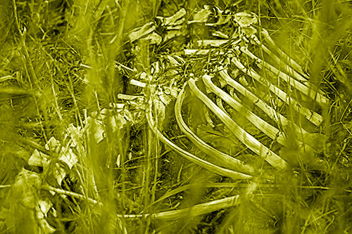 Animal Skeleton Remains Resting Beyond Plants (Yellow Shade)