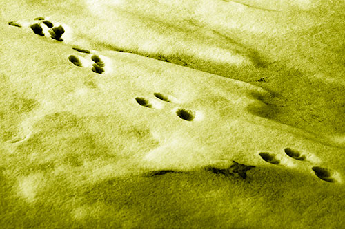 Animal Snow Footprint Trail (Yellow Shade Photo)
