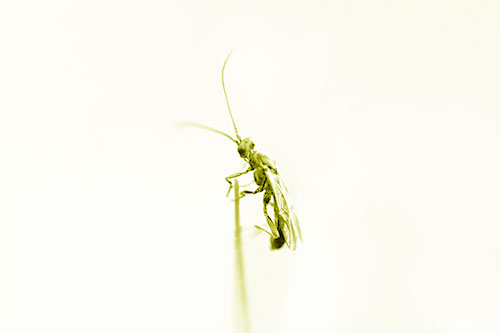 Ant Clinging Atop Piece Of Grass (Yellow Shade Photo)
