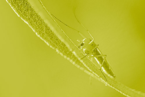 Arm Raising Midge Fly Rests Among Sloping Leaf (Yellow Shade)