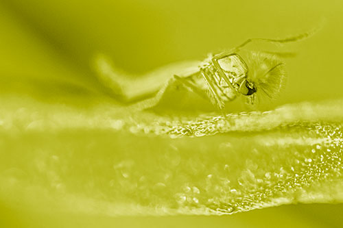 Arm Raising Midge Fly Standing Among Leaf (Yellow Shade)
