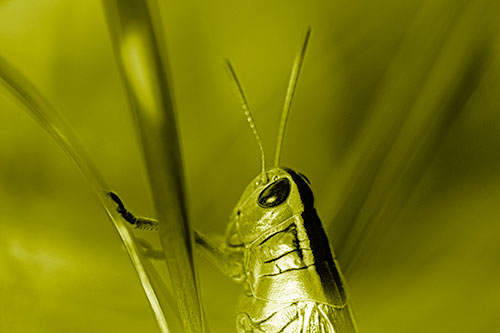 Arm Resting Grasshopper Watches Surroundings (Yellow Shade Photo)