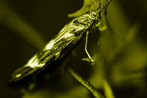 Arm Resting Leaf Blotch Miner Moth (Yellow Shade Photo)