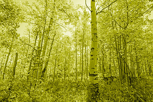 Aspen Trees Illuminate Among Sunshine (Yellow Shade Photo)