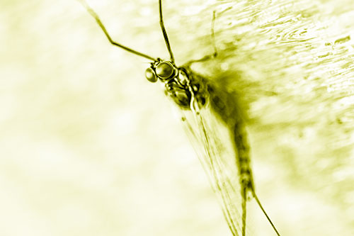 Back Bending Big Eyed Mayfly Resting (Yellow Shade Photo)