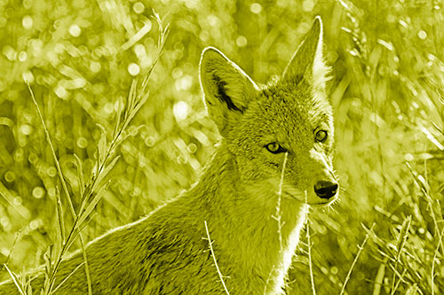 Bashful Coyote Spots Human (Yellow Shade Photo)