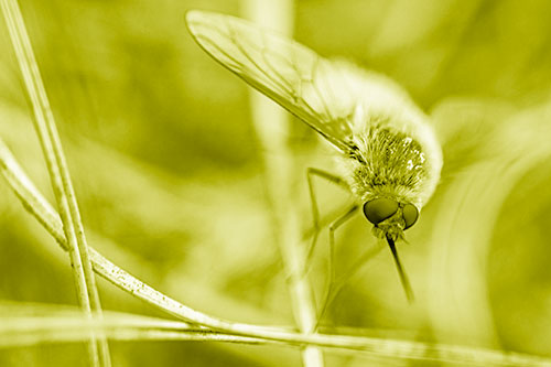 Bee Fly Balances Atop Dried Grass Blades (Yellow Shade)