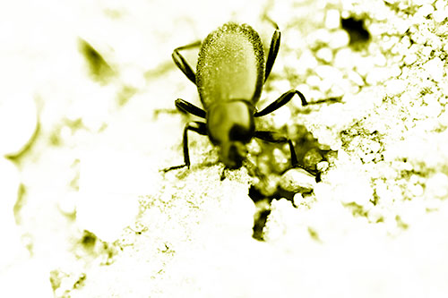 Beetle Beside Dirt Hole (Yellow Shade Photo)