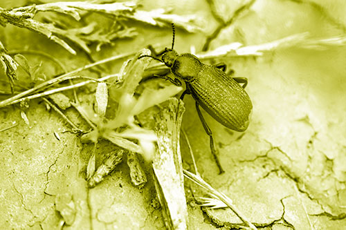 Beetle Searching Dry Land For Food (Yellow Shade Photo)