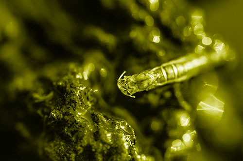 Bent Antenna Larva Slithering Across Soaked Rock (Yellow Shade Photo)