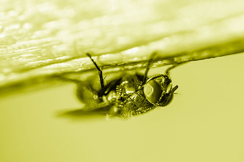 Big Eyed Blow Fly Perched Upside Down (Yellow Shade Photo)