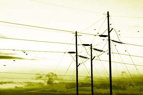 Bird Flock Flying Behind Powerline Sunset (Yellow Shade Photo)
