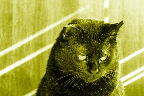 Black Cat Looking Downwards Among Sun Rays (Yellow Shade)