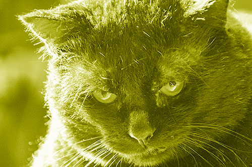 Black Cat Plotting Among Sunlight (Yellow Shade)