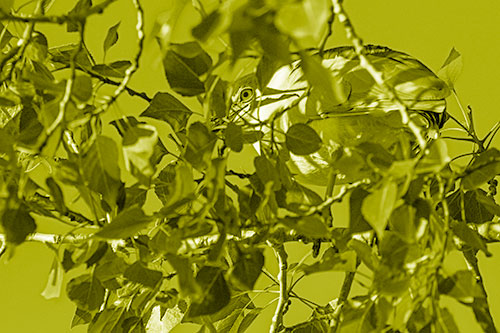 Black Crowned Night Heron Hiding Among Leaves (Yellow Shade)