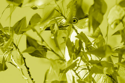 Black Crowned Night Heron Keeping Watch Among Leaves (Yellow Shade)