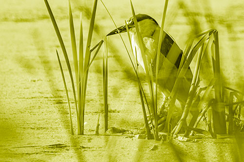 Black Crowned Night Heron Perched Atop Water Reed Grass (Yellow Shade Photo)