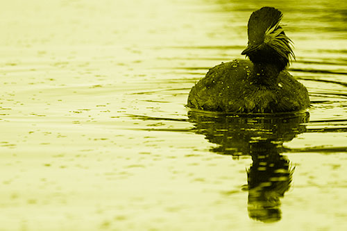Black Necked Eared Grebe Floating Atop Lake (Yellow Shade)