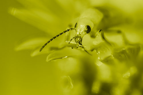 Blister Beetle Feasts Atop Gumplant Flower (Yellow Shade)