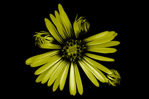 Blooming Daisy Head Among Several Buds (Yellow Shade Photo)