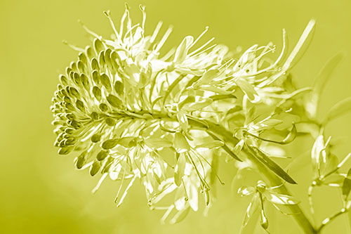 Blossoming Lily Of The Nile Flower (Yellow Shade)