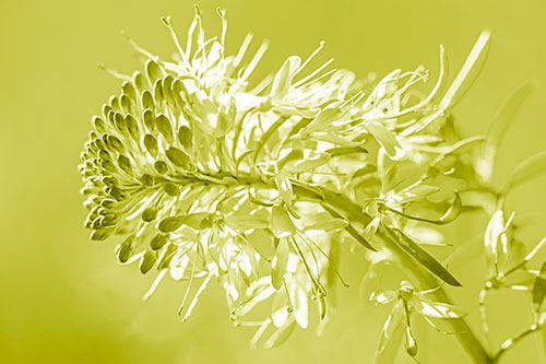 Blossoming Lily Of The Nile Flower (Yellow Shade Photo)