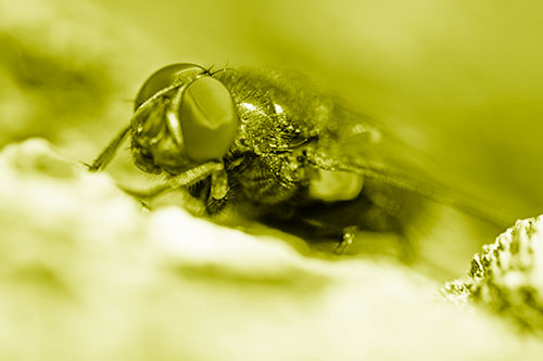 Blow Fly Resting Among Sloping Tree Bark (Yellow Shade Photo)