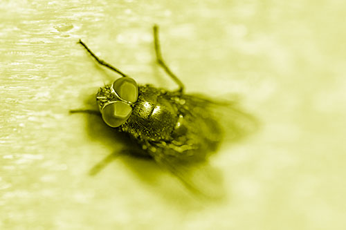 Blow Fly Spread Vertically (Yellow Shade Photo)